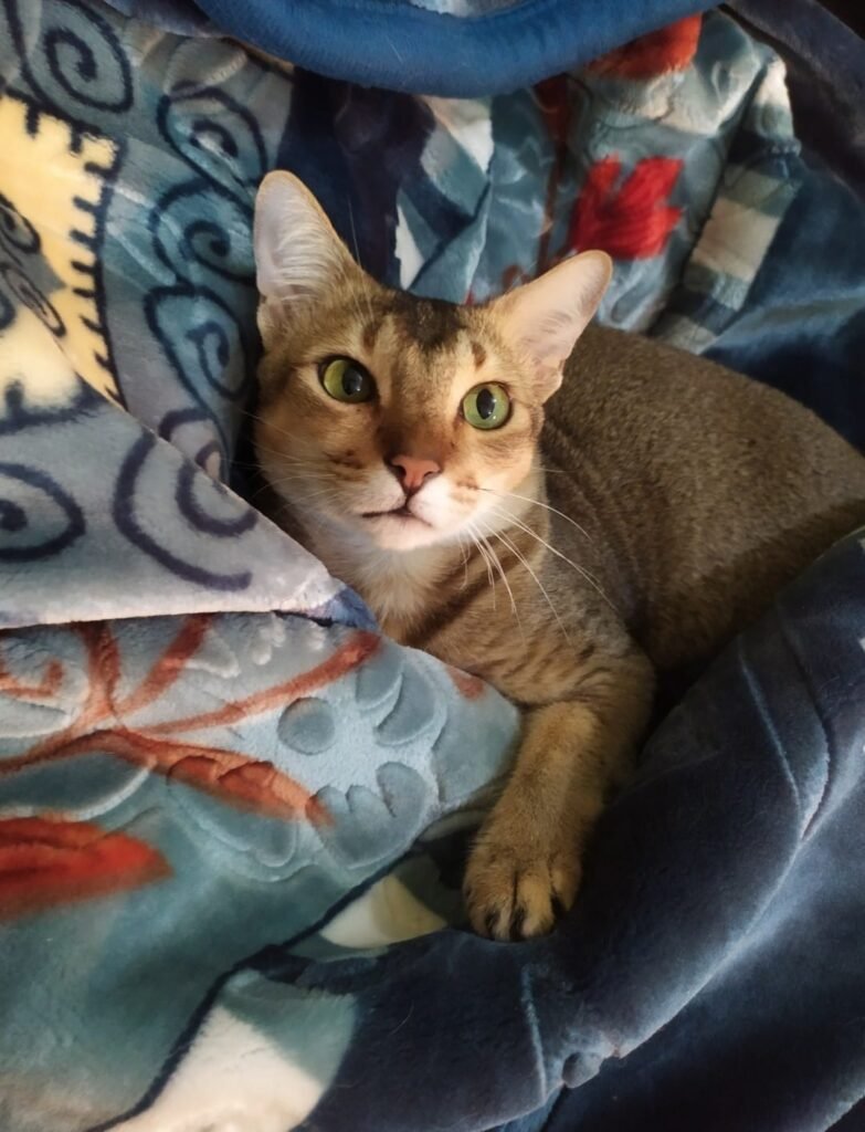 photography ideas for your cats