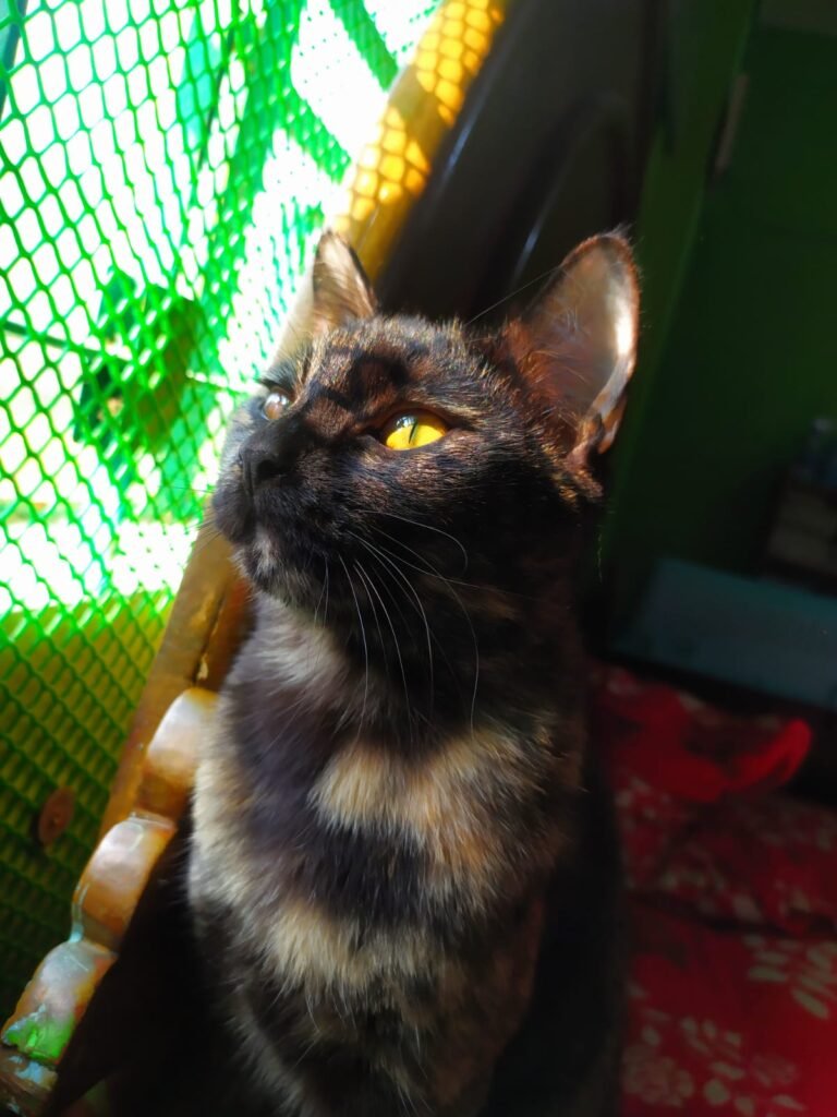 photography ideas for your cats