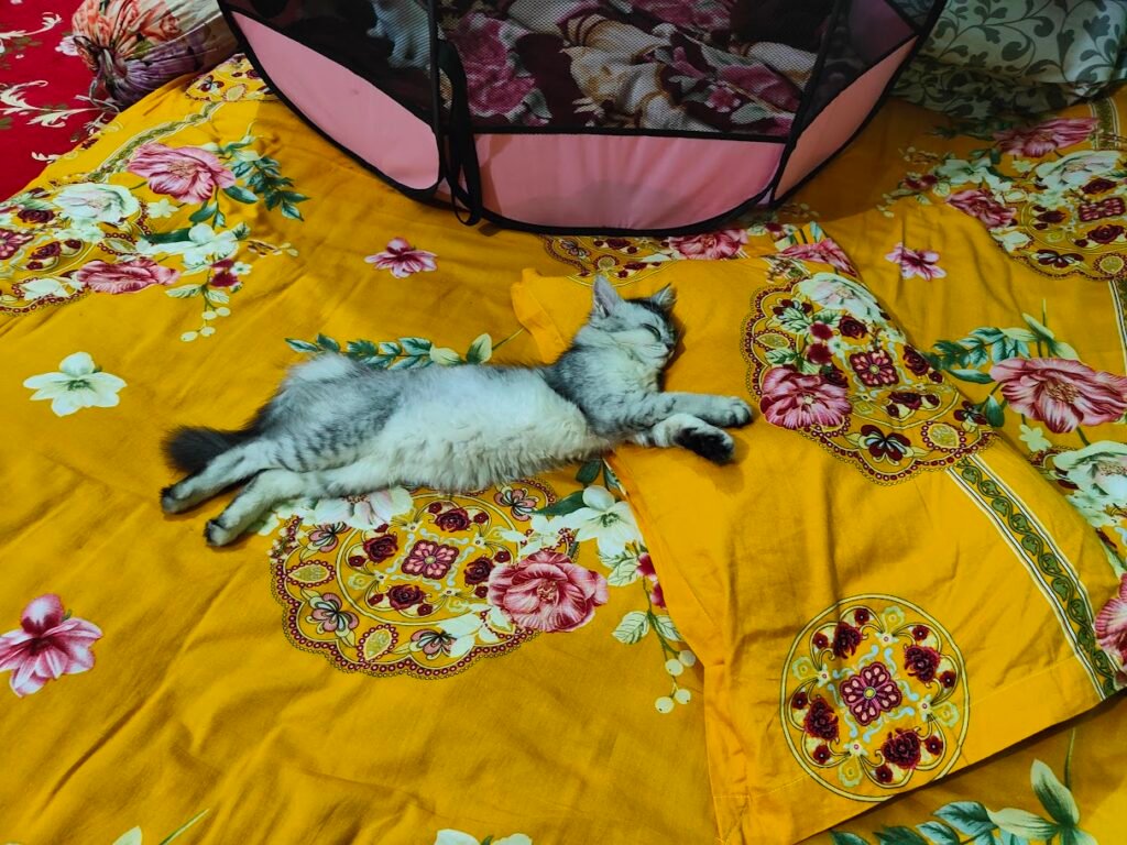 photography ideas for your cats