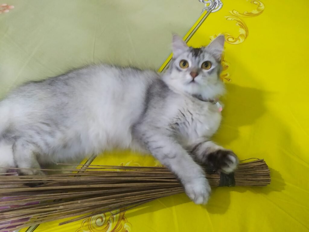 photography ideas for your cats