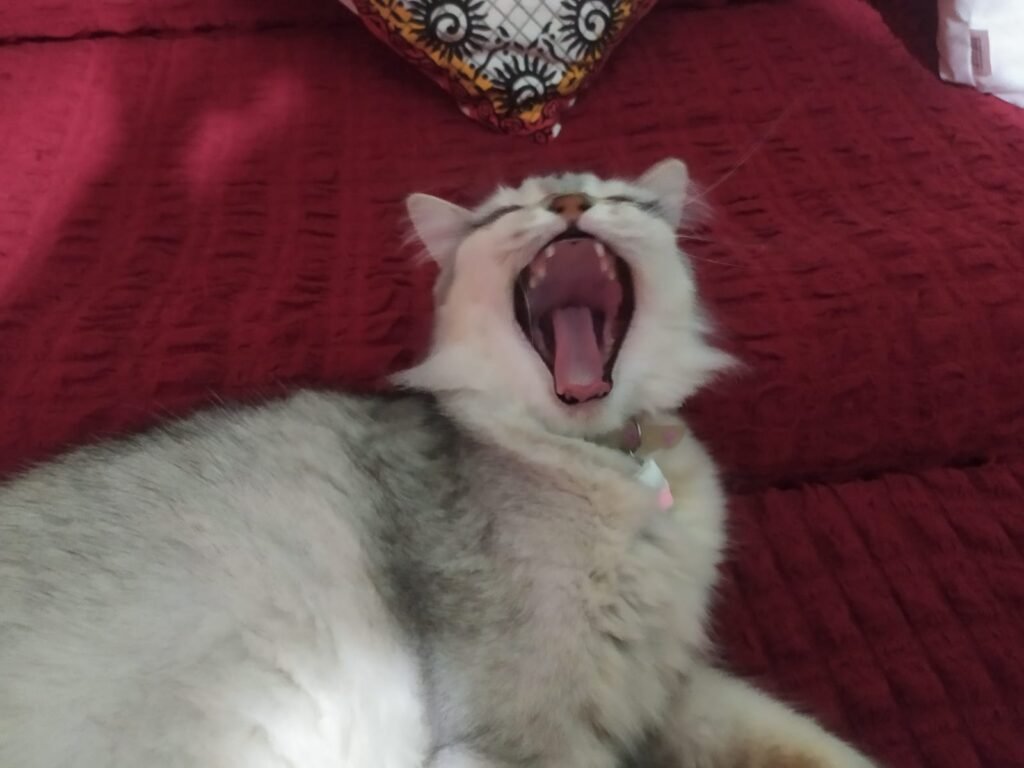 Minoxa Shouting