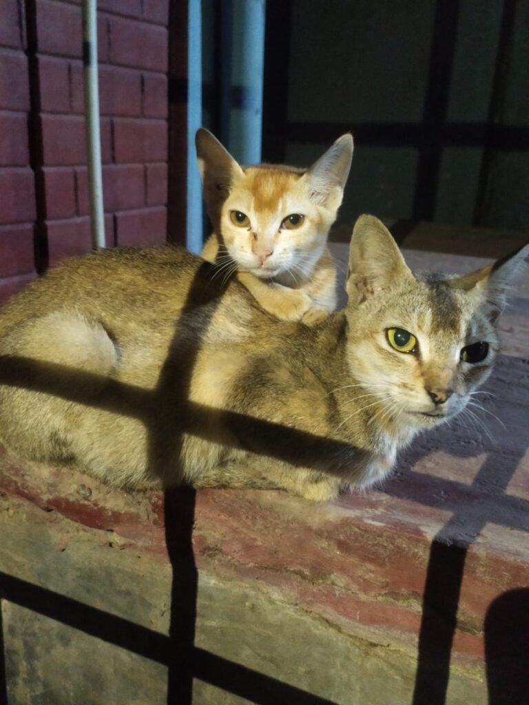 photography ideas for your cats