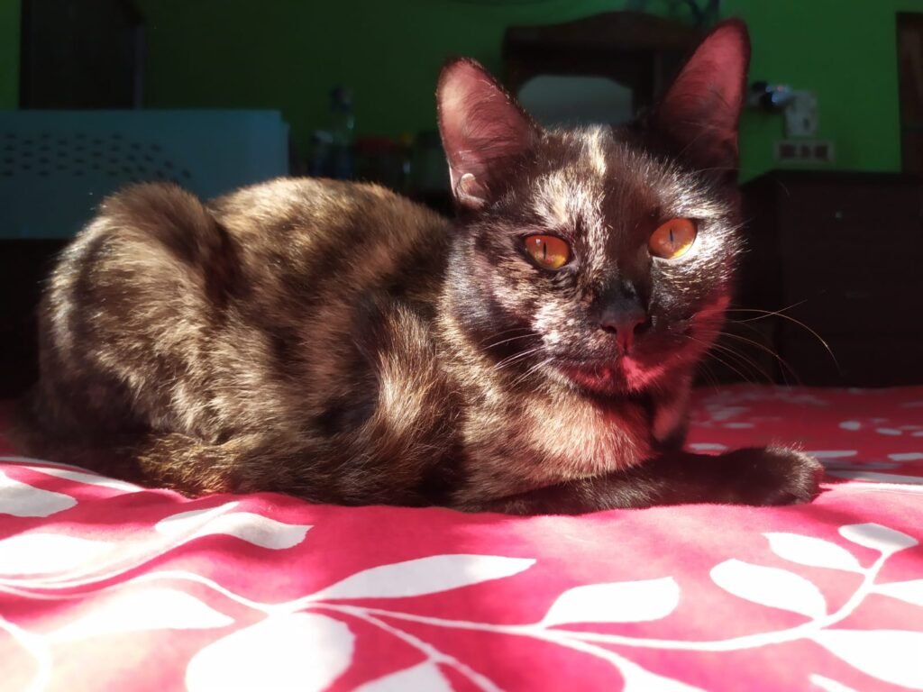 photography ideas for your cats