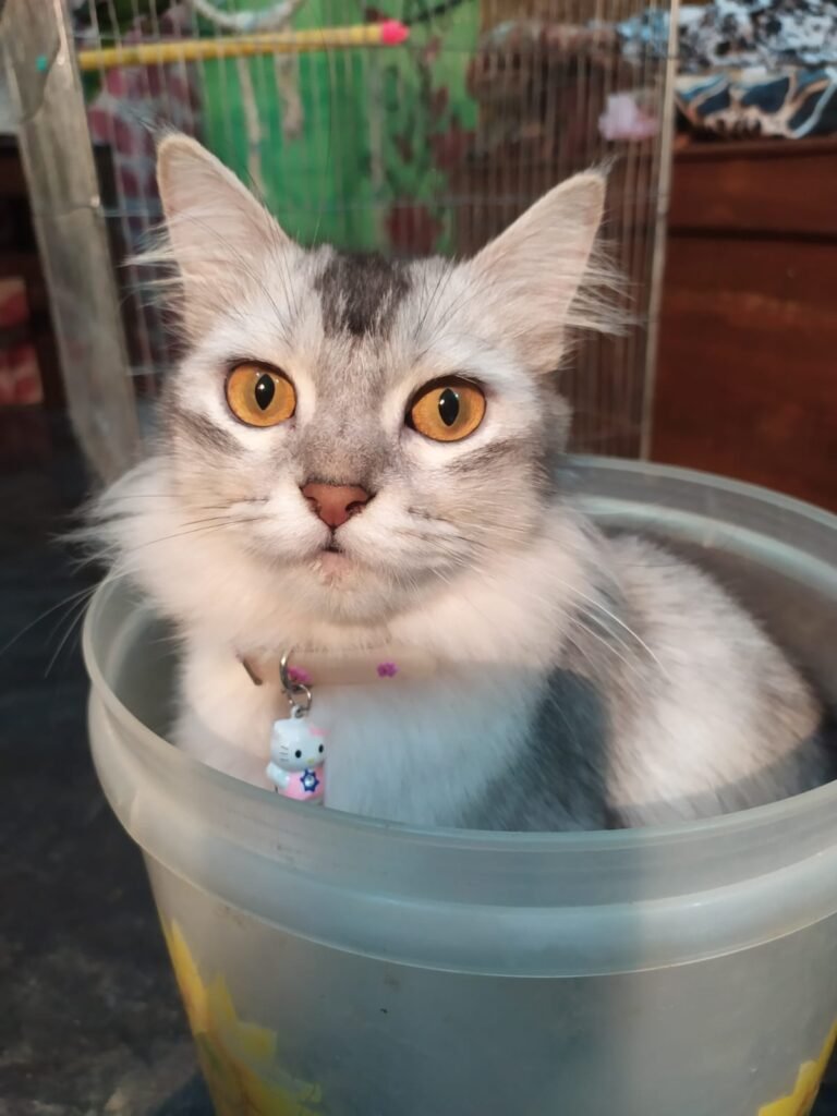 photography ideas for your cats
