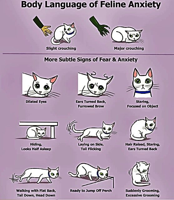 Cat Anxiety and Fear Demonstration