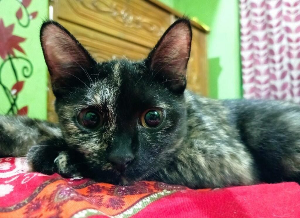 take the best photos of your pets
