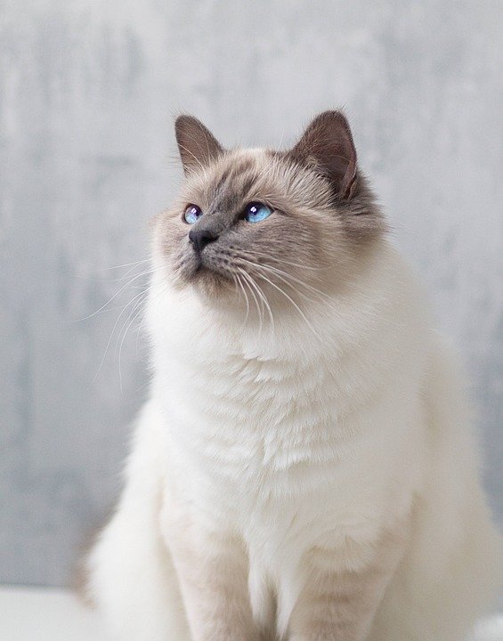 birman-4670871_960_720 birman-4670871_960_720