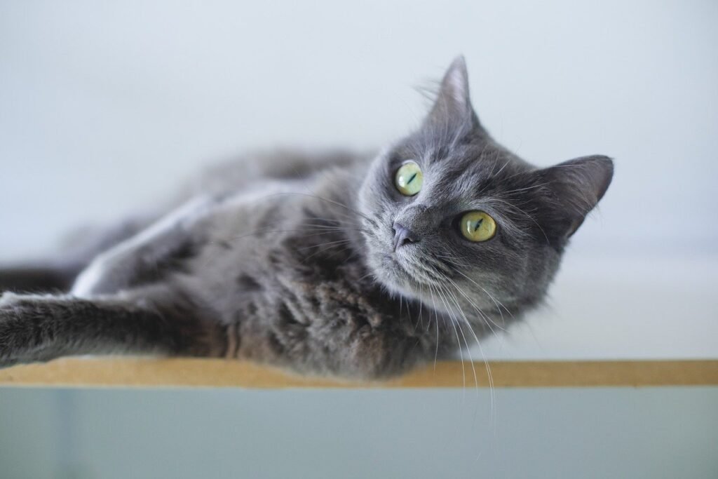 Grey Cat Names