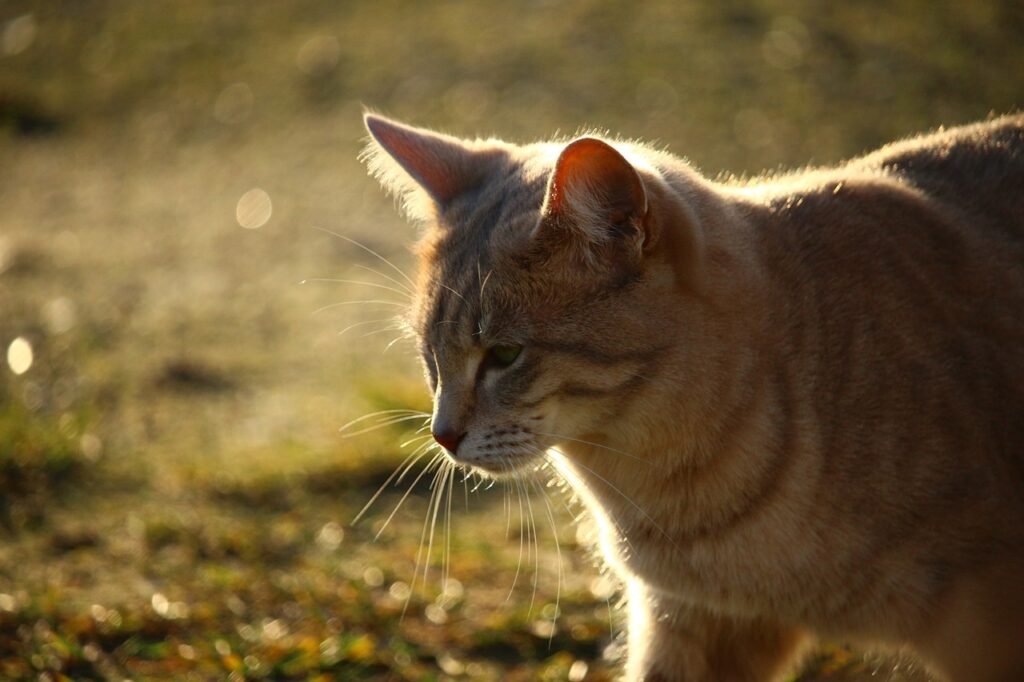 photography ideas for your cats