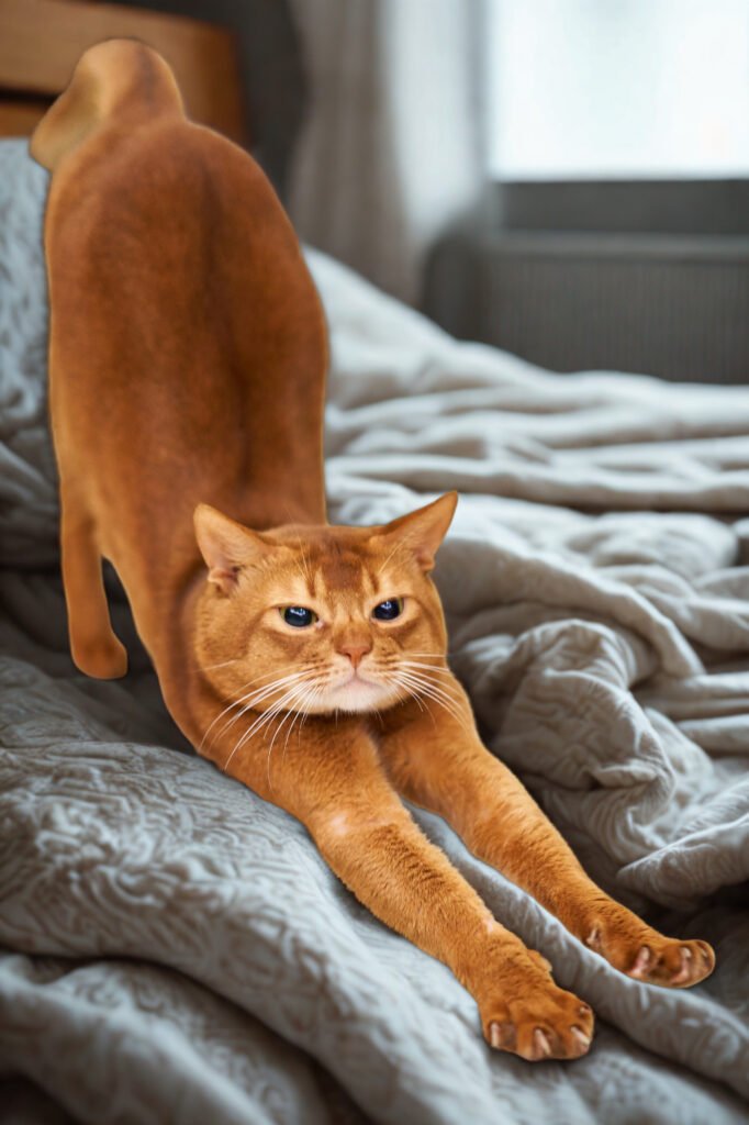 Funny Cat Names