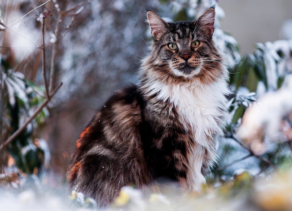 maine-coon-8477731_960_720