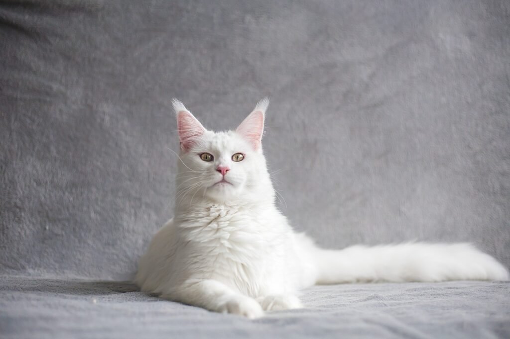 white Cat Names