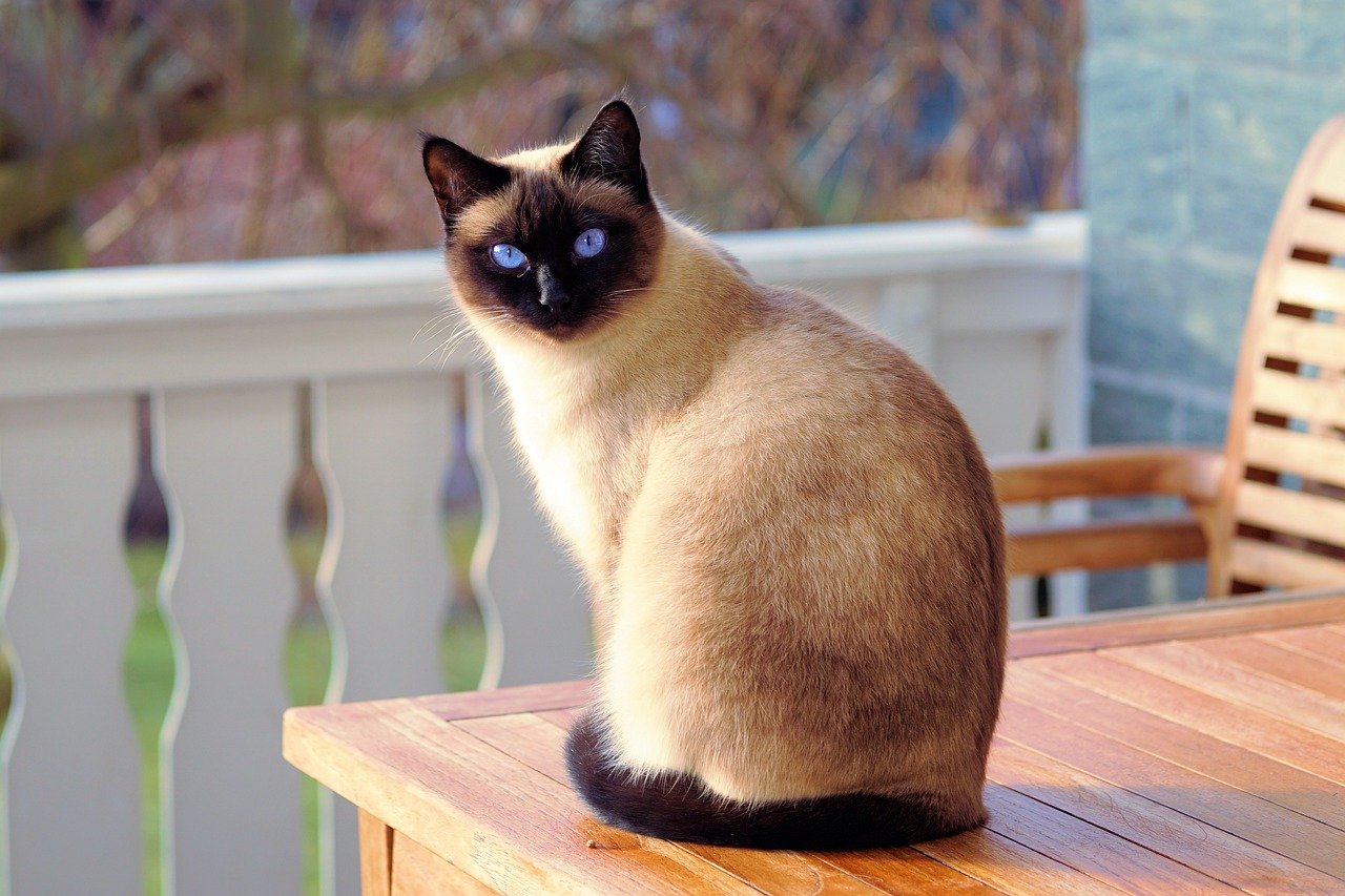 siamese