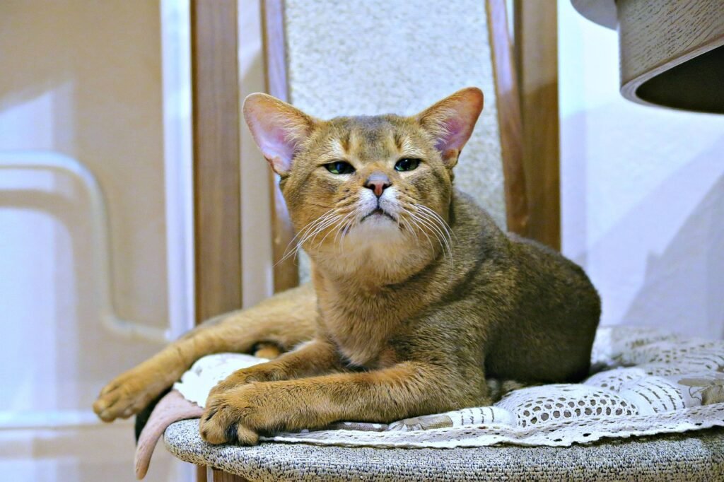 Cat Names for Abyssinians Breed