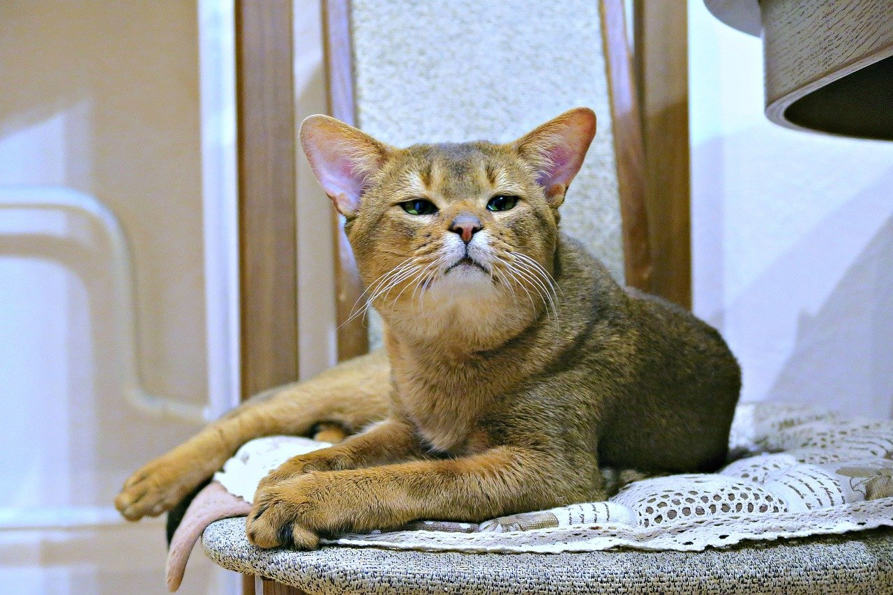 cats abyssinians, abyssinians, abyssinians kittens-4915972.jpg