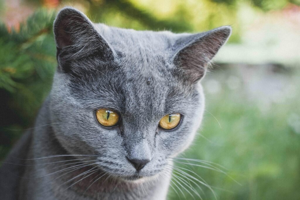 Long-Lived Cat Breeds