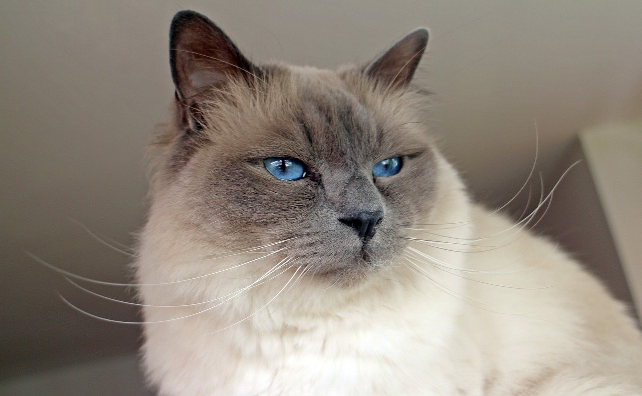 sacred birman, cats, cat-338332.jpg