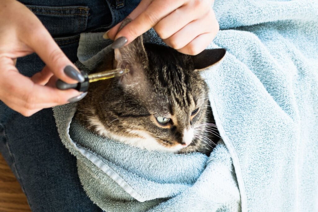 Cat Ear Care
