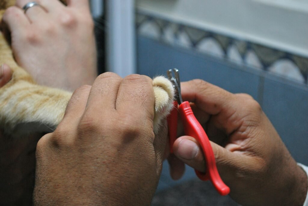 Cat Nail Trimming