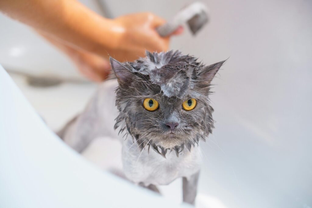 Cat Bathing