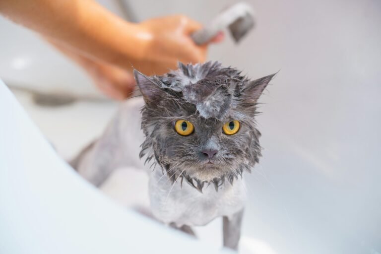 Cat Bathing