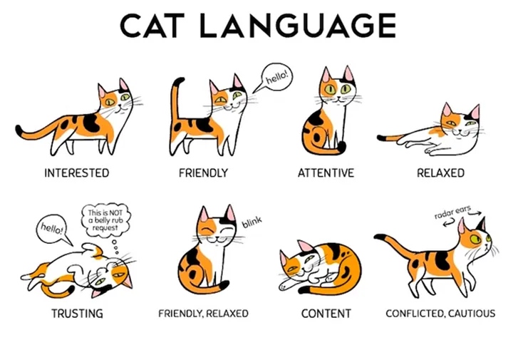 Cat Talk