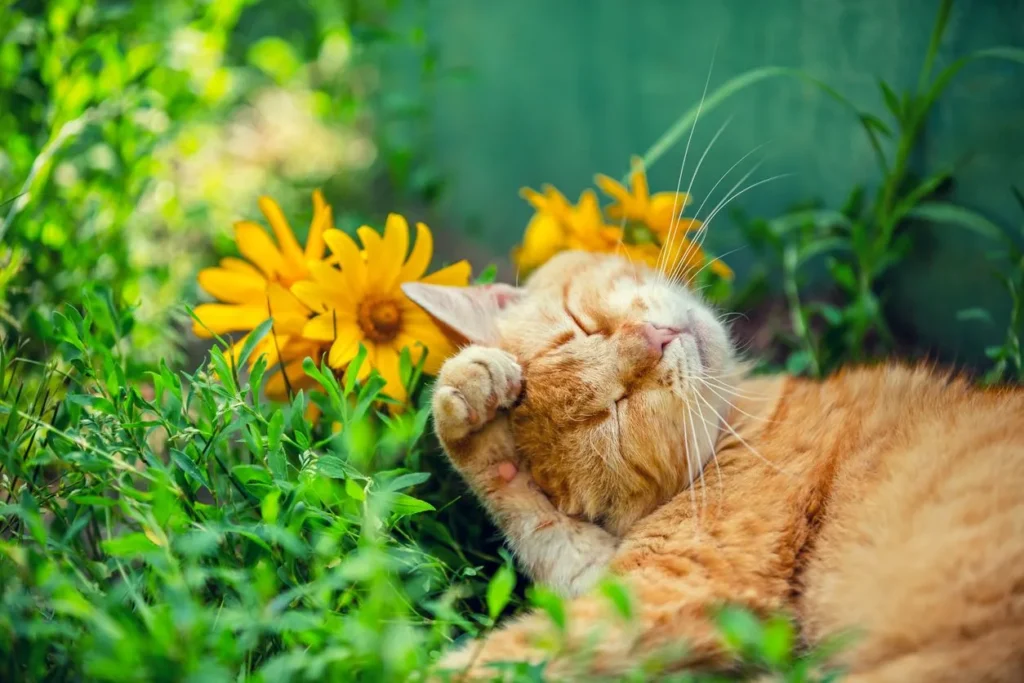 Seasonal Cat Care