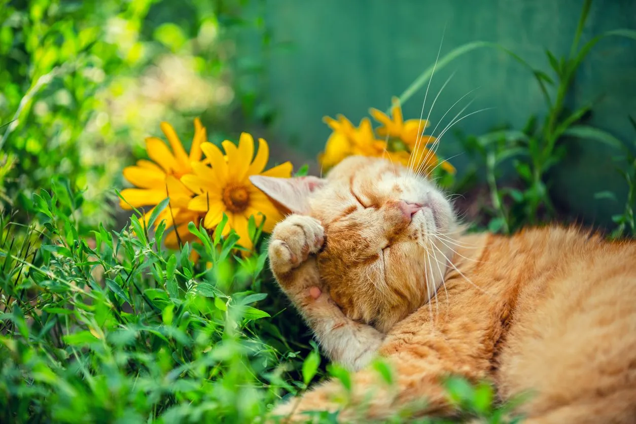 Seasonal Cat Care