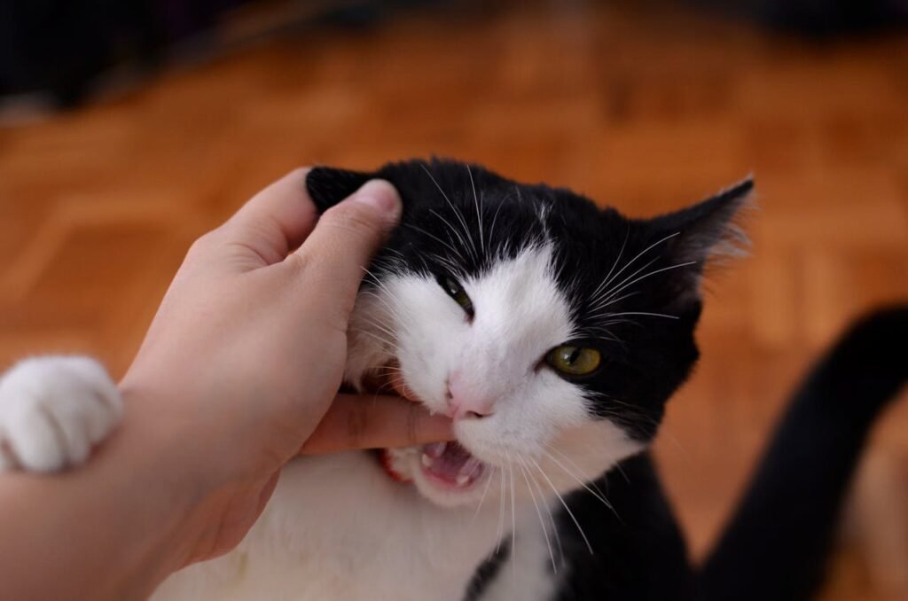 Cat Biting