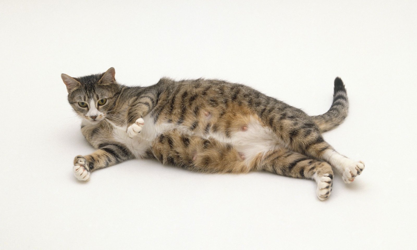 Pregnancy Care for Cats
