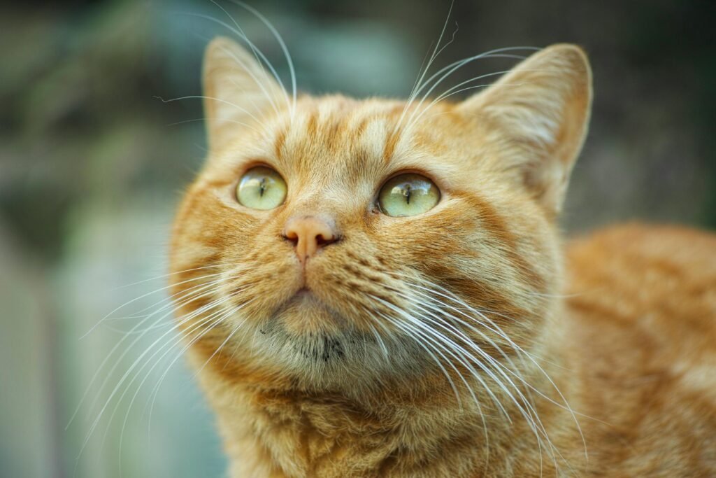 Orange Cat Names