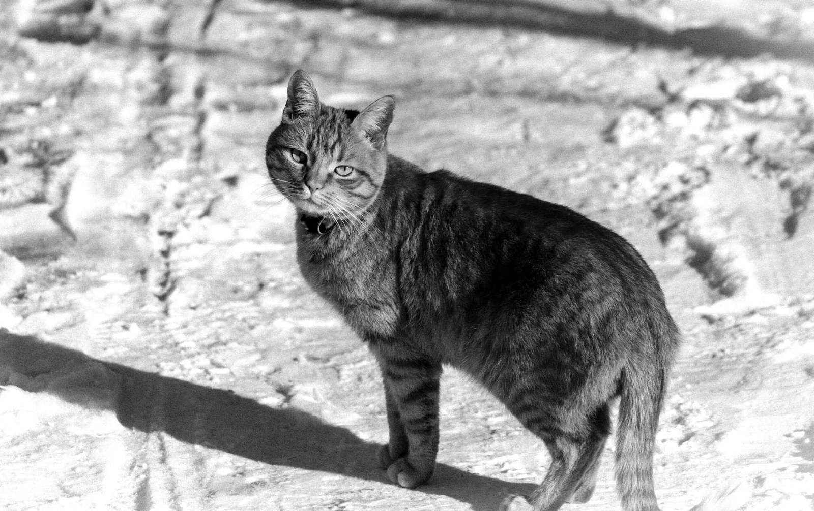Unusual Cat Names