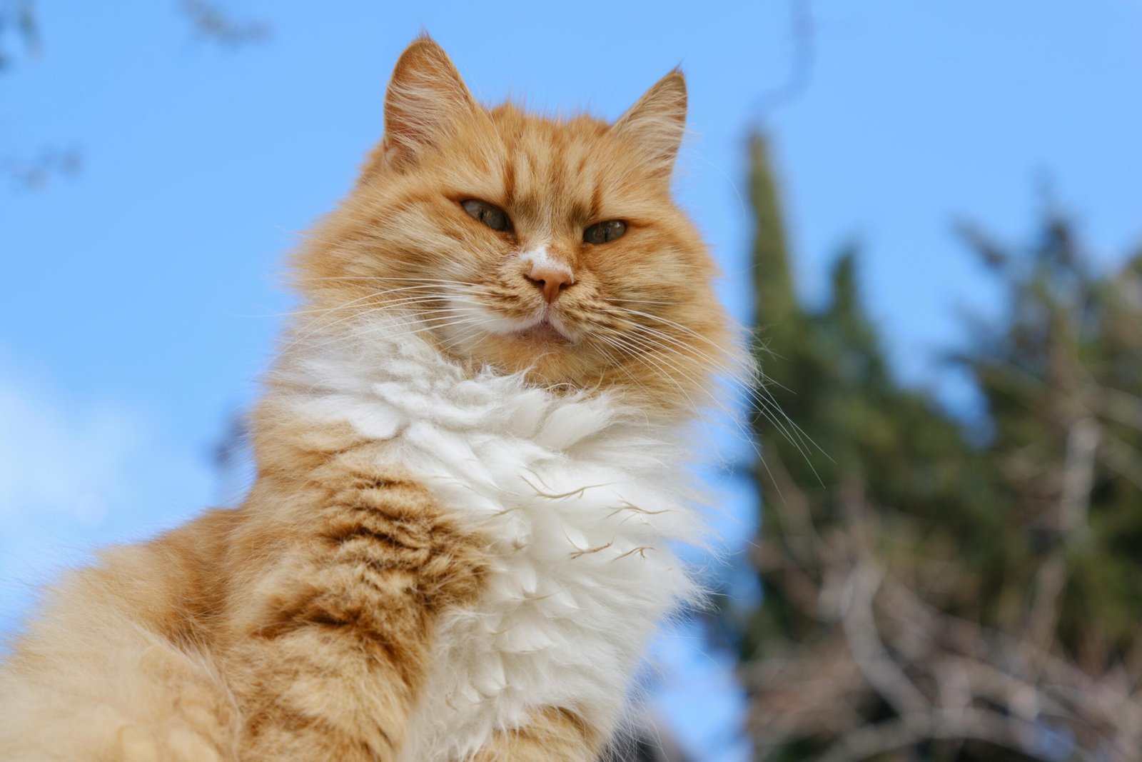 Ginger Cat Names