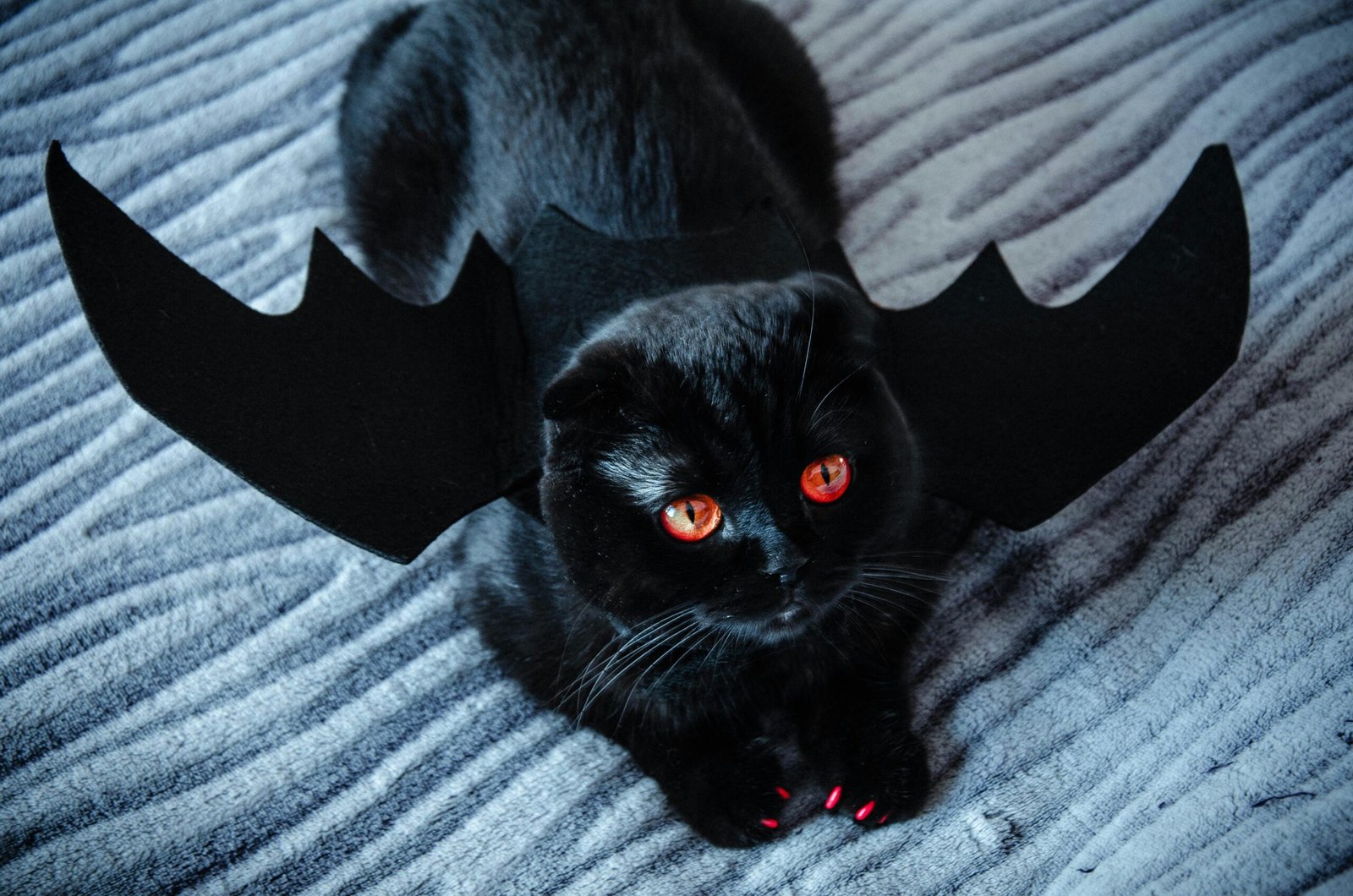Spooky cat names