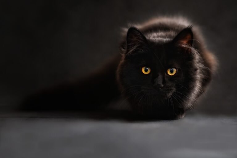 Warrior Cat Names